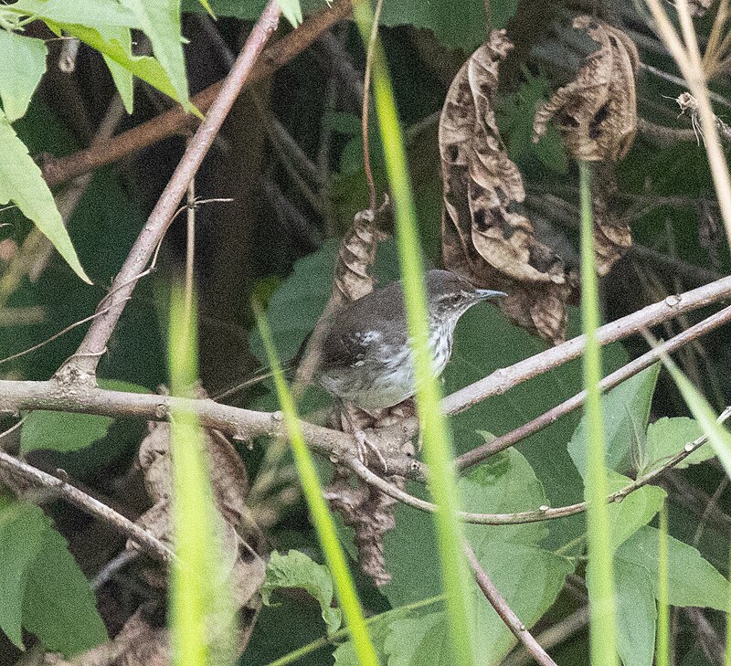 White-winged Swamp Warbler (Bradypterus carpalis) photo