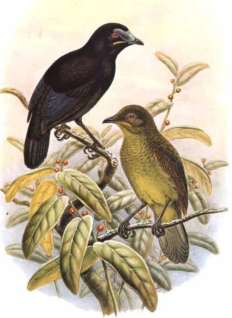 Loria's Satinbird (Cnemophilus loriae) photo