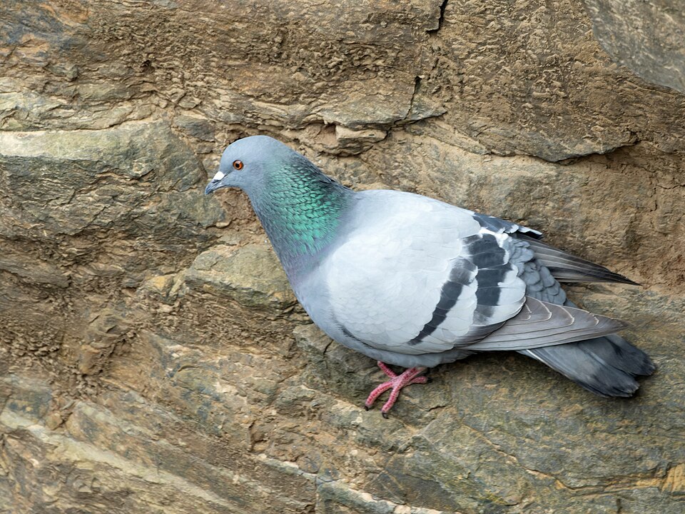 Rock Pigeon (Columba livia)