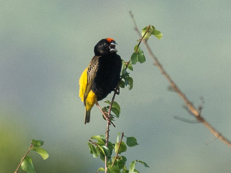 Fire-fronted Bishop (Euplectes diadematus) photo