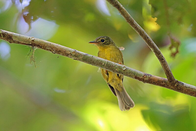 Olive Flyrobin (Kempiella flavovirescens) photo