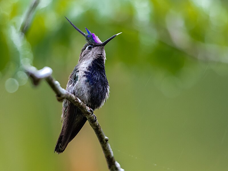 Purple-crowned Plovercrest (Stephanoxis loddigesii) photo