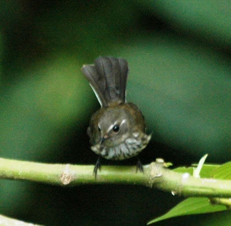 Vanuatu Streaked Fantail (Rhipidura spilodera) photo