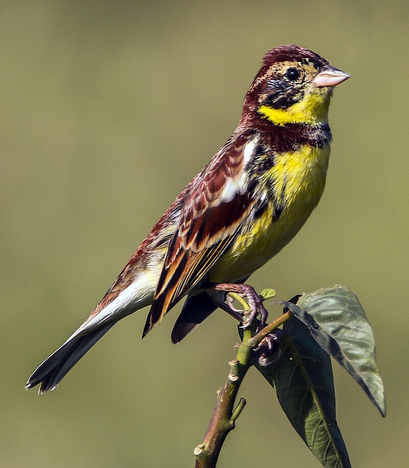 Yellow-breasted Bunting (Emberiza aureola) photo