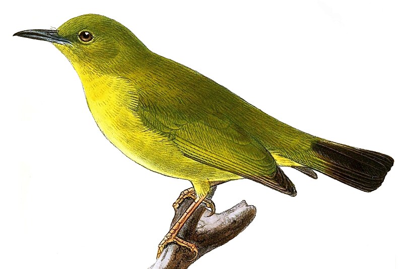 Solomons White-eye (Zosterops kulambangrae) photo