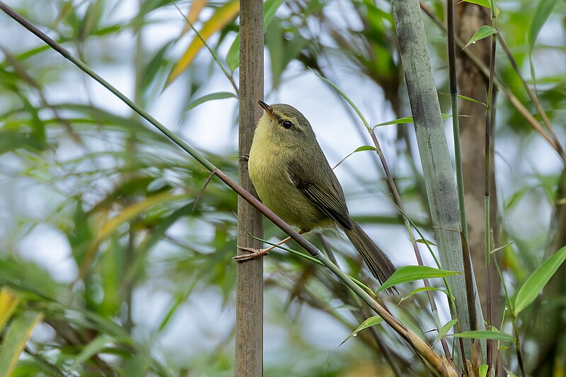 Aberrant Bush Warbler (Horornis flavolivaceus) photo