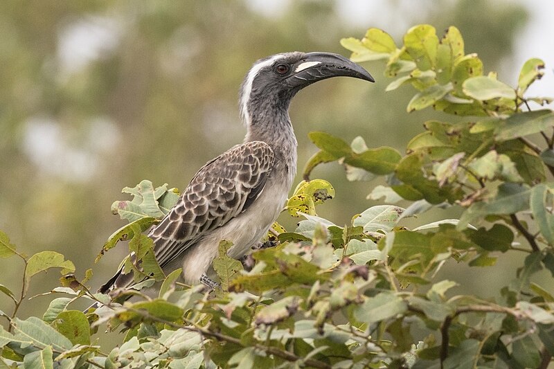 African Gray Hornbill (Lophoceros nasutus) photo