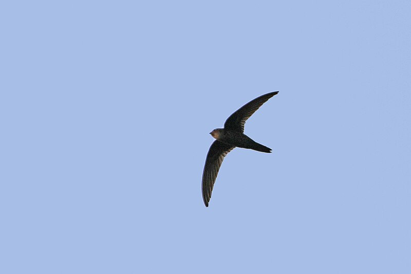 Cook's Swift (Apus cooki) photo