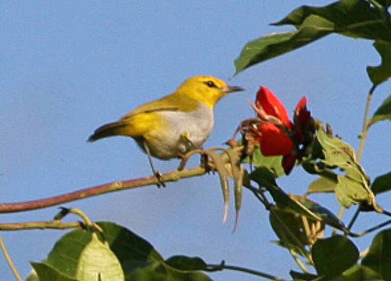 Ashy-bellied White-eye (Zosterops citrinella) photo