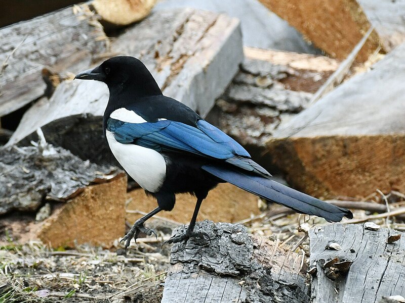 Black-rumped Magpie (Pica bottanensis) photo