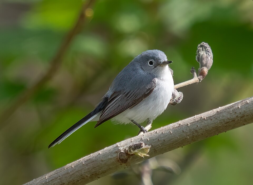 Blue-gray Gnatcatcher (Polioptila caerulea)
