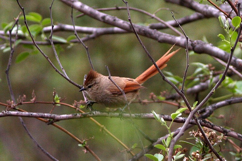 Brown-capped Tit-Spinetail (Leptasthenura fuliginiceps) photo