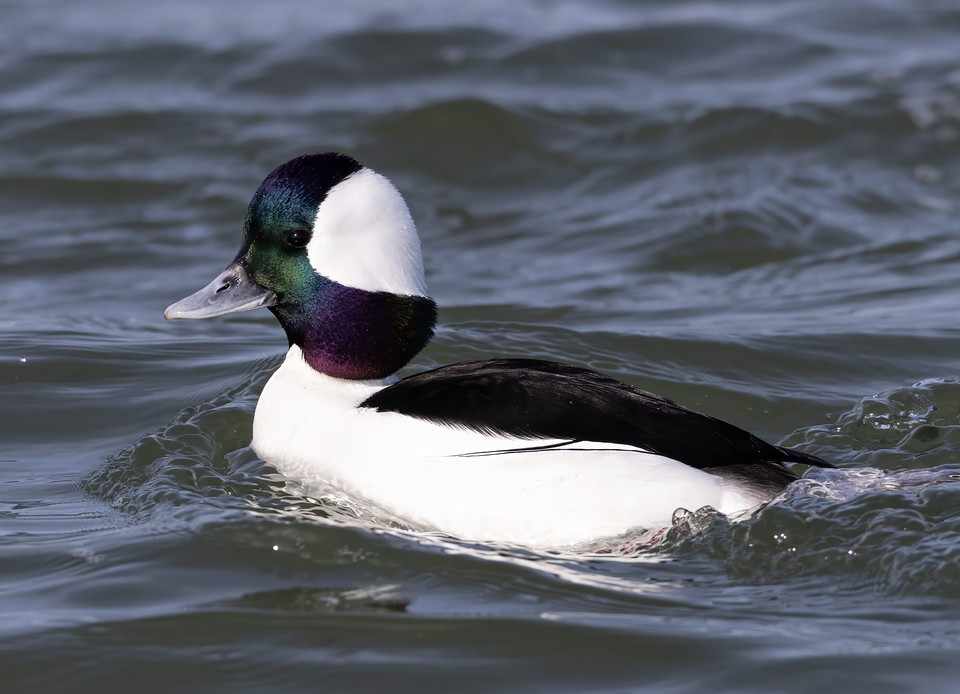 Bufflehead (Bucephala albeola)