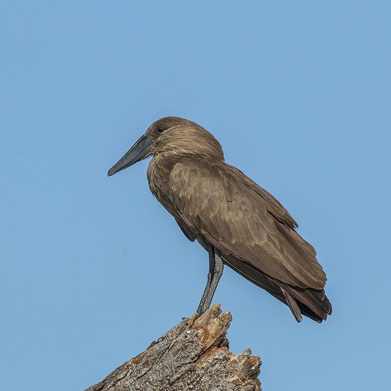 Hamerkop (Scopus umbretta) photo