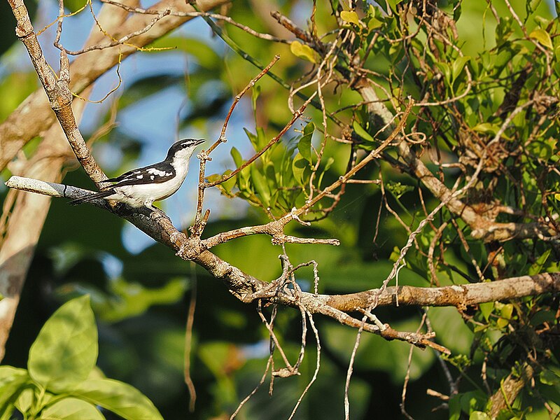 White-browed Triller (Lalage moesta) photo