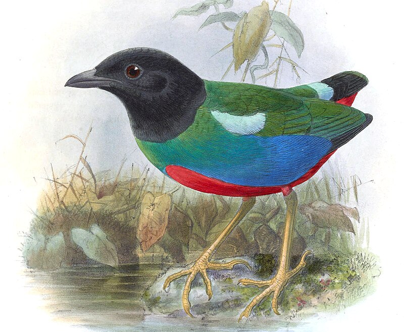 Biak Hooded Pitta (Pitta rosenbergii) photo
