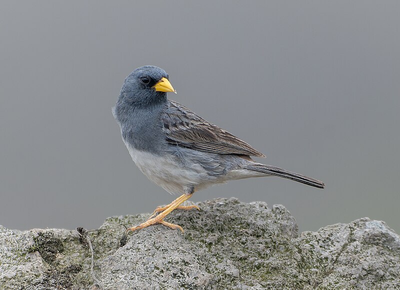 Band-tailed Sierra Finch (Rhopospina alaudina) photo