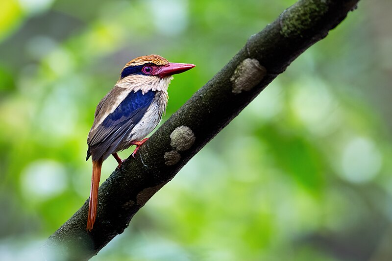 Sulawesi Lilac Kingfisher (Cittura cyanotis) photo
