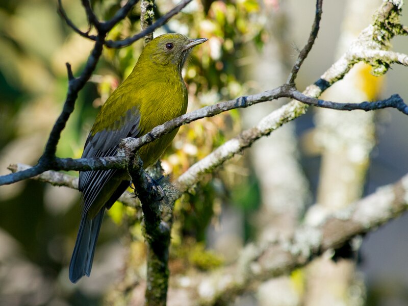 Gray-winged Cotinga (Lipaugus conditus) photo