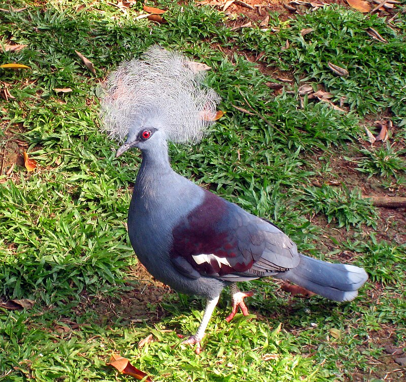 Western Crowned-Pigeon (Goura cristata) photo
