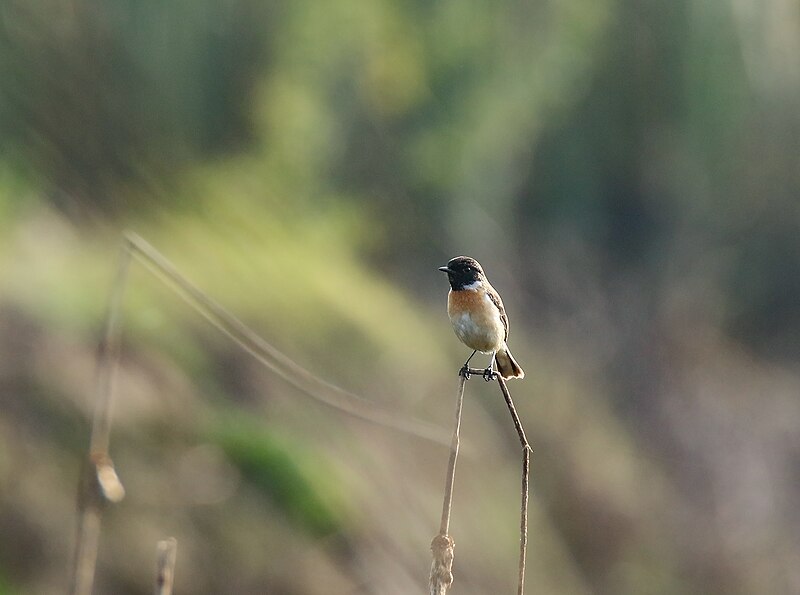 White-tailed Stonechat (Saxicola leucurus) photo