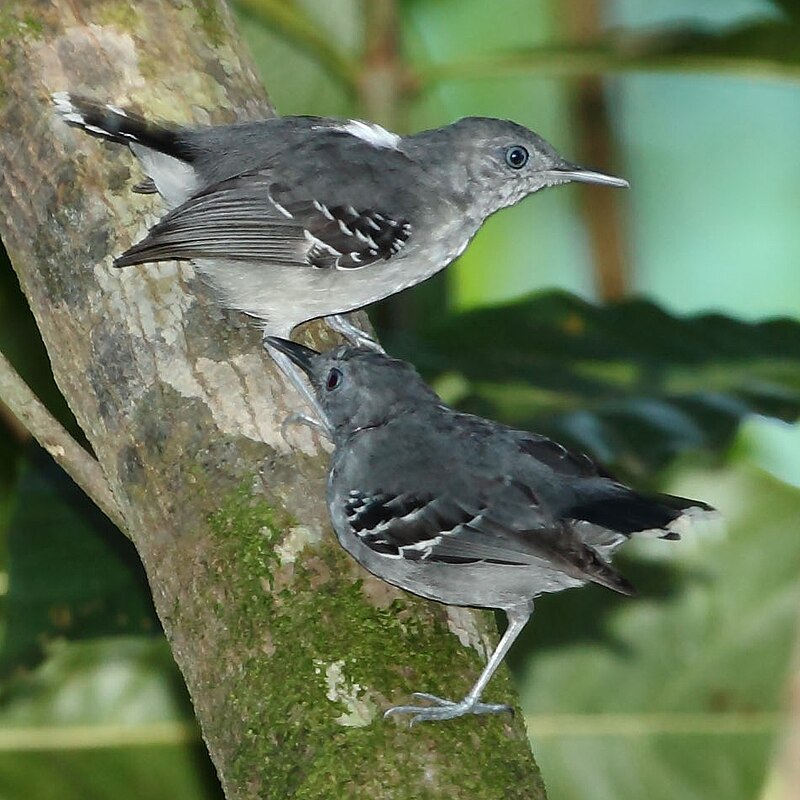 Band-tailed Antbird (Hypocnemoides maculicauda) photo