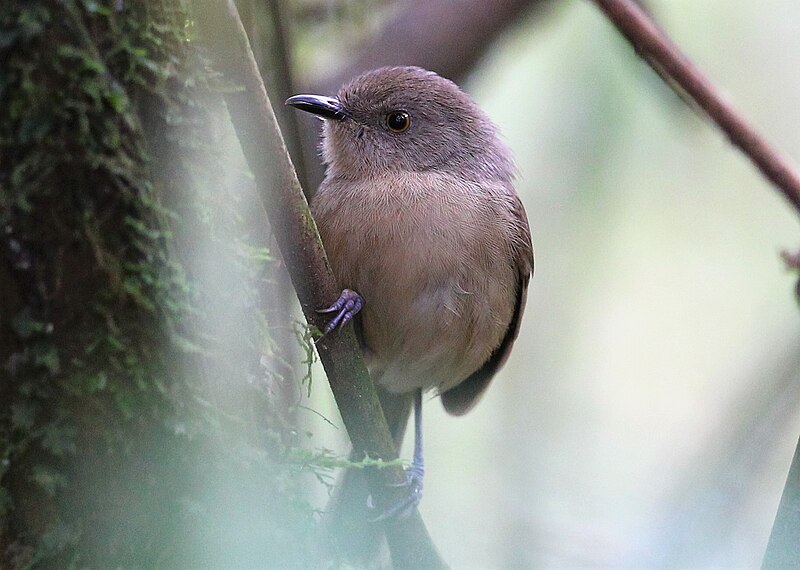 Dark Newtonia (Newtonia amphichroa) photo