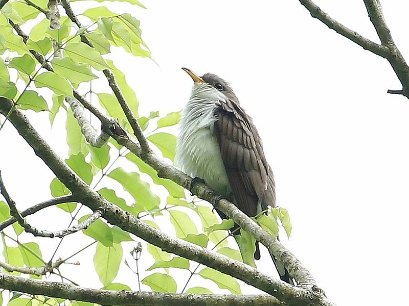 Pearly-breasted Cuckoo (Coccyzus euleri) photo