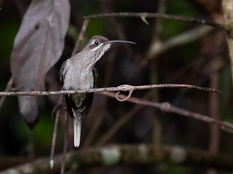 White-bearded Hermit (Phaethornis hispidus) photo