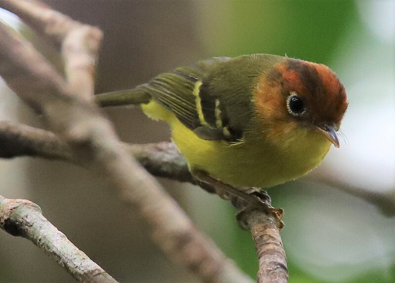 Yellow-breasted Warbler (Phylloscopus montis) photo