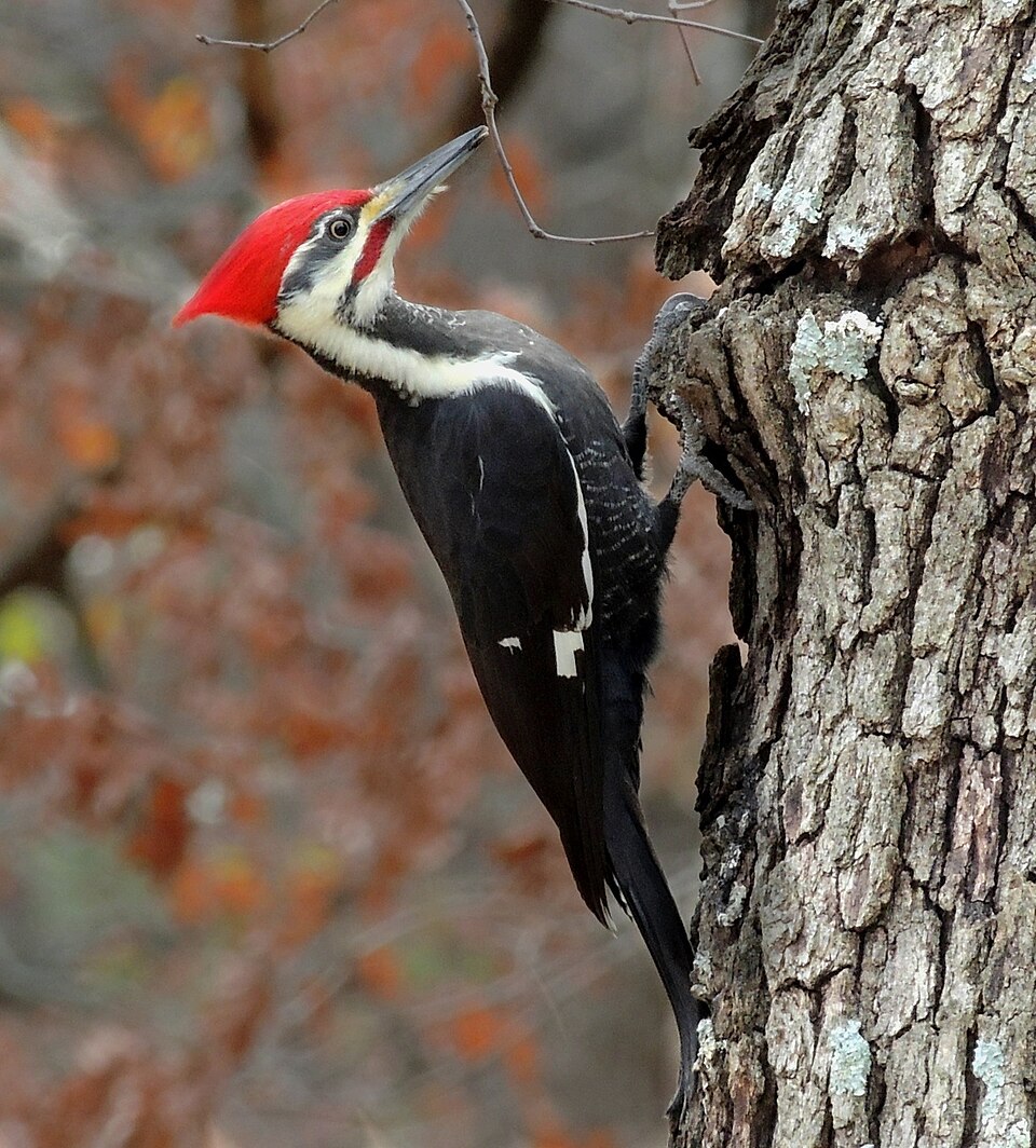 Pileated Woodpecker (Dryocopus pileatus)