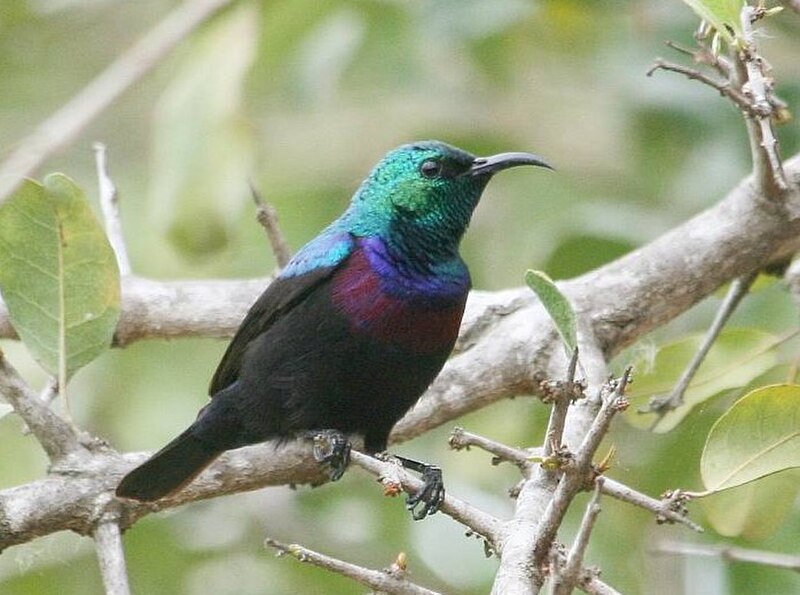 Purple-banded Sunbird (Cinnyris bifasciatus) photo
