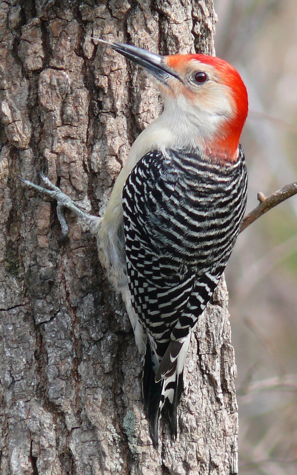Red-bellied Woodpecker (Melanerpes carolinus)