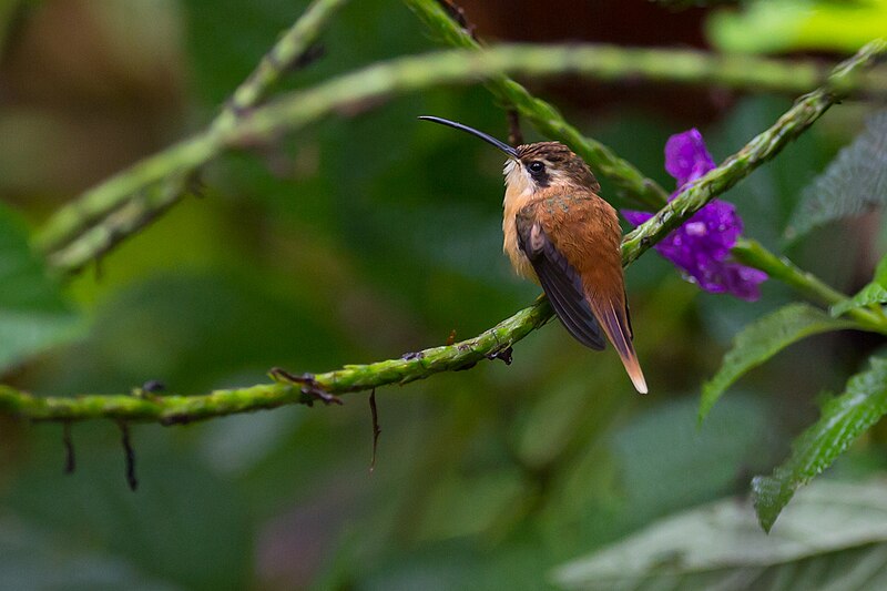 Reddish Hermit (Phaethornis ruber) photo