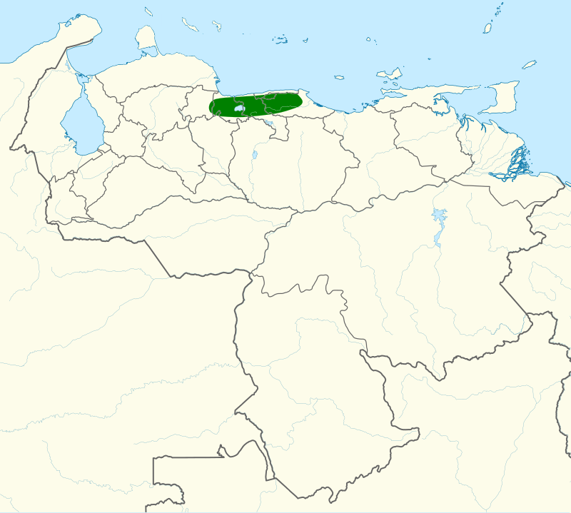 Caracas Brushfinch (Arremon phaeopleurus) photo