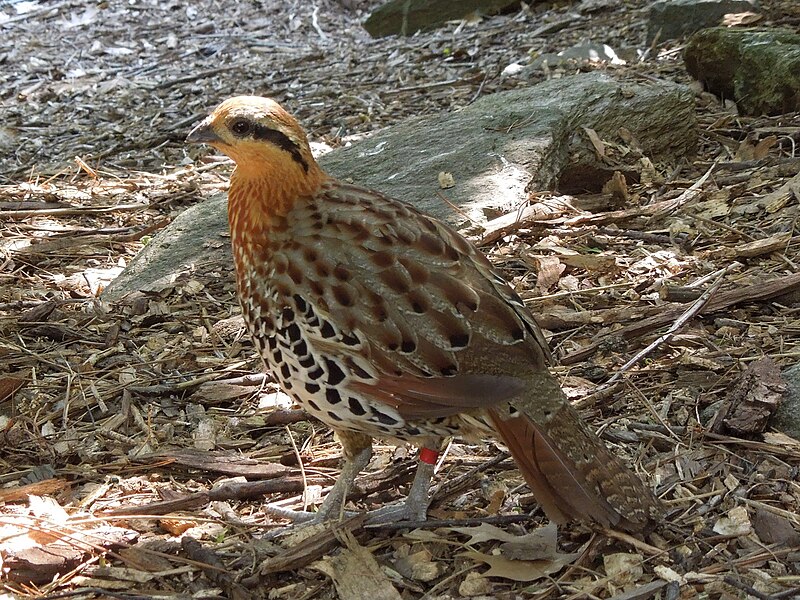 Mountain Bamboo-Partridge (Bambusicola fytchii) photo