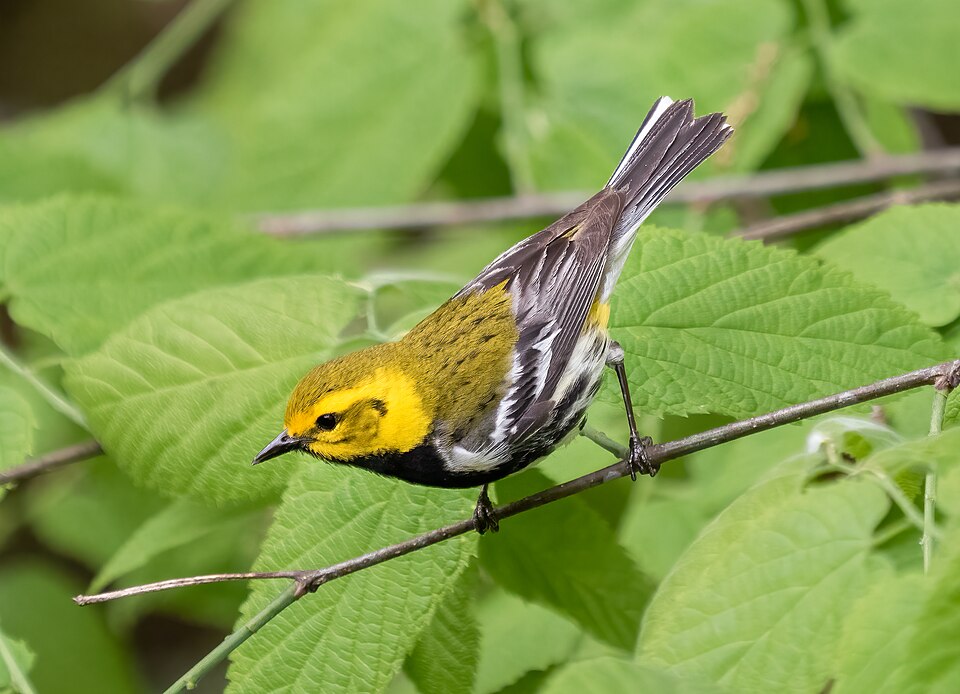 Black-throated Green Warbler (Setophaga virens)