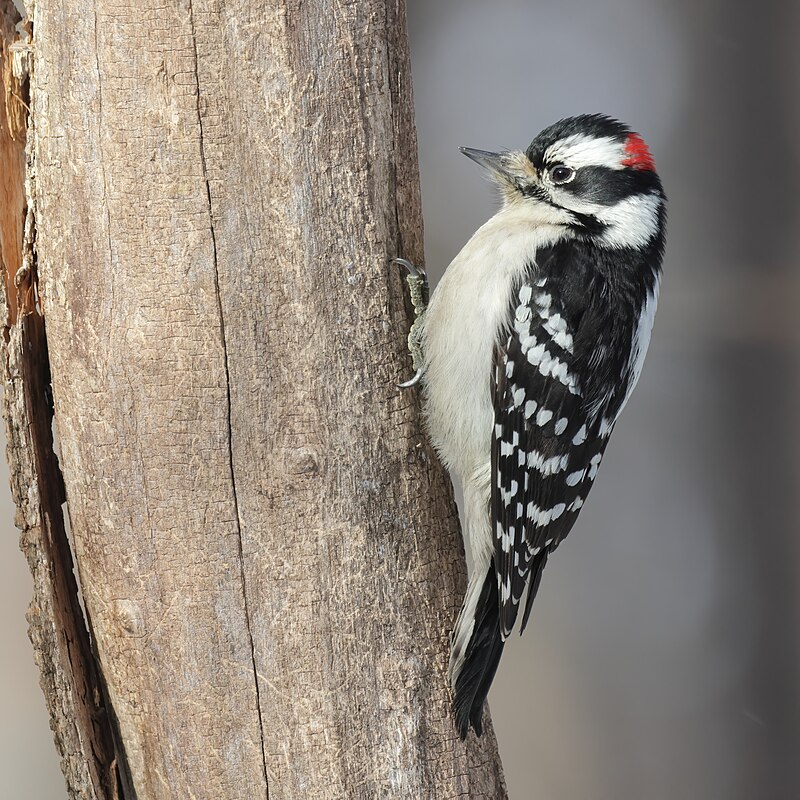 Downy Woodpecker (Dryobates pubescens) photo