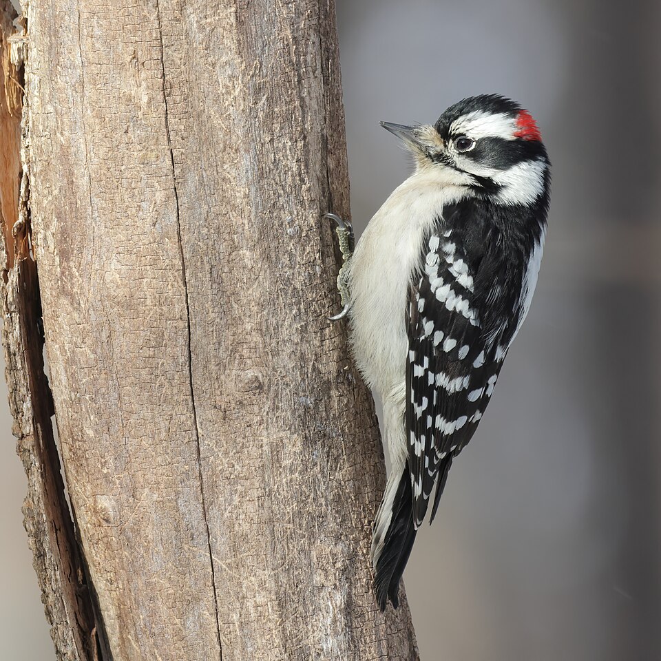 Downy Woodpecker (Dryobates pubescens)