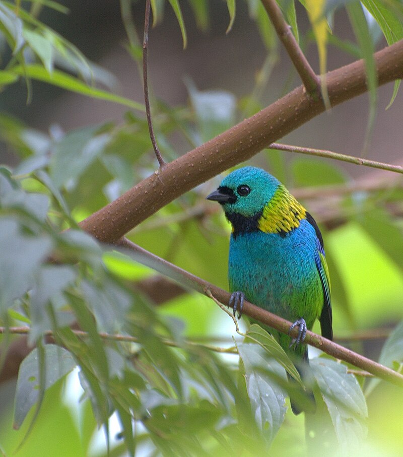 Green-headed Tanager (Tangara seledon) photo