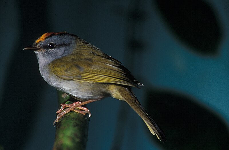 Russet-crowned Warbler (Myiothlypis coronata) photo