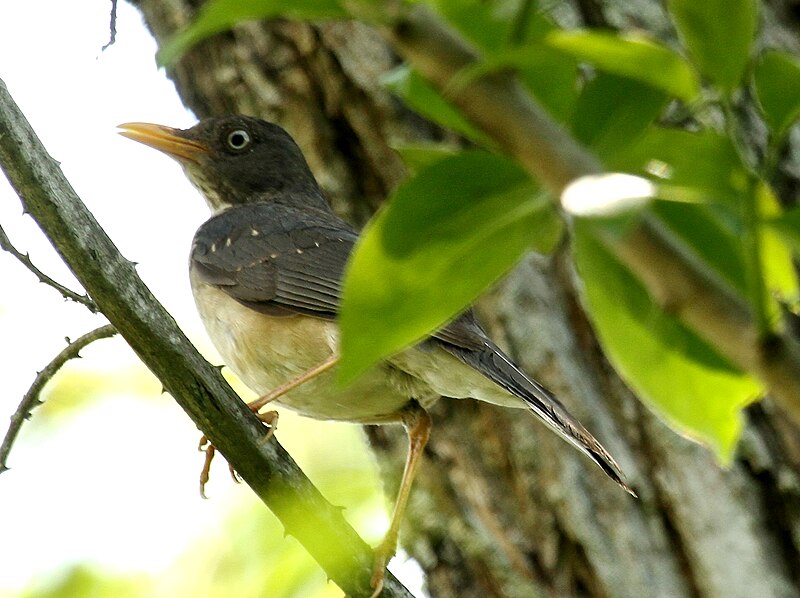 Plumbeous-backed Thrush (Turdus reevei) photo