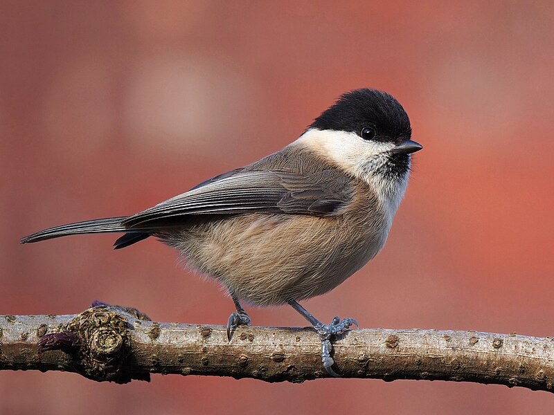 Willow Tit (Poecile montanus) photo