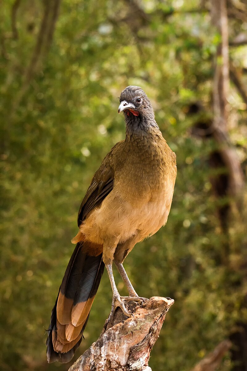 Rufous-vented Chachalaca (Ortalis ruficauda) photo