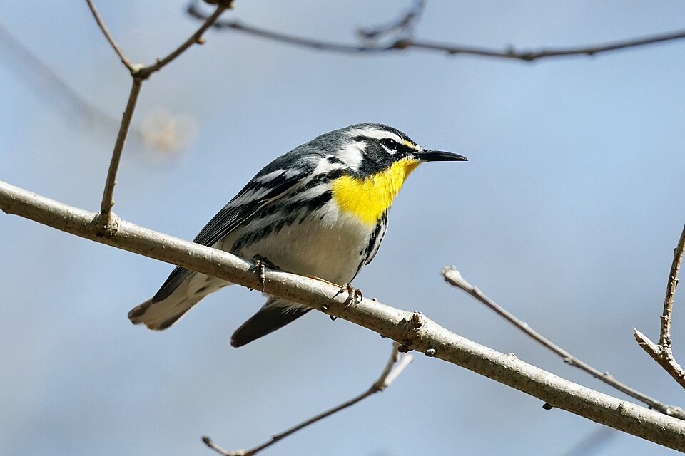 Yellow-throated Warbler (Setophaga dominica)