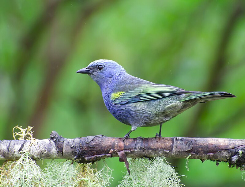 Golden-chevroned Tanager (Thraupis ornata) photo