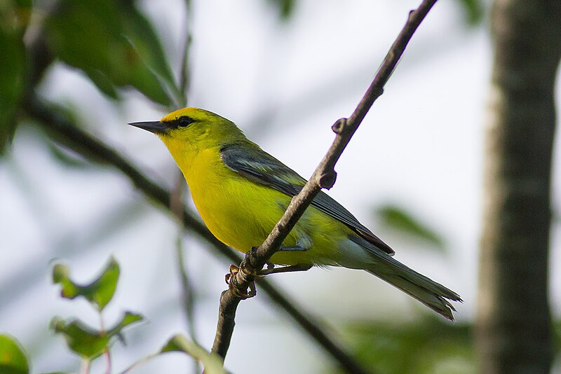Blue-winged Warbler (Vermivora cyanoptera) photo
