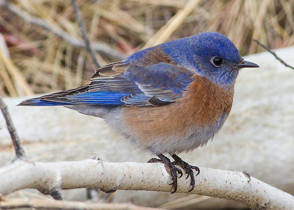 Western Bluebird (Sialia mexicana)