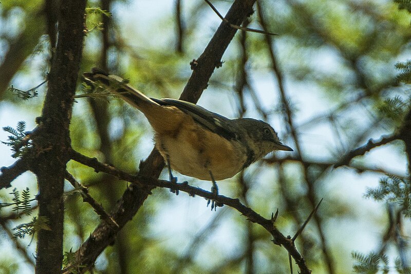 Banded Parisoma (Curruca boehmi) photo
