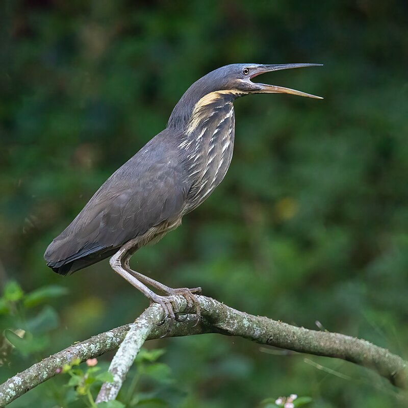 Black Bittern (Botaurus flavicollis) photo